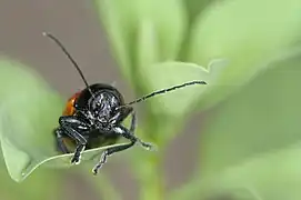 Männchen, Frontansicht