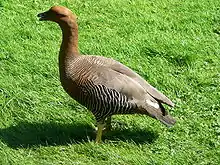 Magellangans (Chloephaga picta) ♀