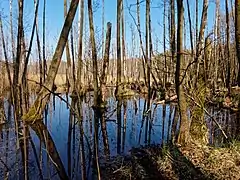 Abgestorbene Bäume