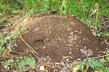 Nest der Großen Kerbameise (Narrow-headed Ant)