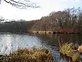 Große Karausche im März 2007