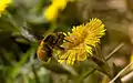 Großer Wollschweber schwebend an Huflattich (Tussilago farfara)