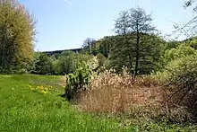 Oberlauf des Matzbachs (2021)