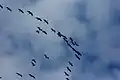 Kraniche (Grus grus) auf ihrem Weg nach Norden, Spanien 2008