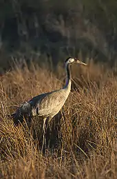 Kranich