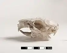 Schädel eines Hausmeerschweinchens
