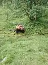 Fotos eines im Gras sitzenden braunen Pelztieres