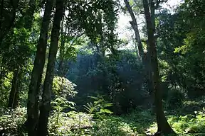 Vegetation im Nationalpark Gunung Palung