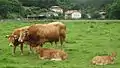 Animalia (mehrzellige Tiere): Bos primigenius taurus