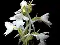 Weißblühende Form Gymnadenia conopsea var. alba