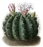 Gymnocalycium monvillei subsp. monvillei