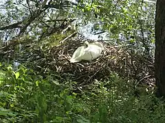 Brütender Höckerschwan am Vorbecken des Sees