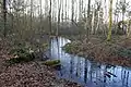 Quellgebiet im Hövelhofer Wald