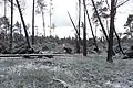 Windbruch nach einem Sturm