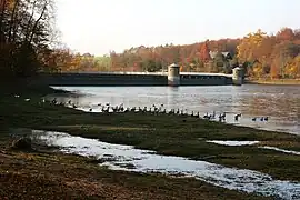 Im Herbst finden sich größere Gruppen von Gänsen zur Überwinterung ein