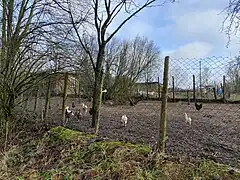 Hühnerhaltung – Höhe 2