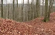 Früherer Torbereich an der Südseite, erkennbar als Einschnitt in den Wallkörper