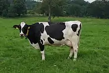 Eine schwarzbunte Kuh