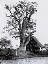 Um 1892