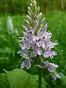 Geflecktes Knabenkraut (Dactylorhiza maculata ssp. fuchsii)