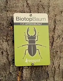 Buche - Fagus sylvatica - als Habitatbaum oder Biotopbaum