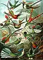 Kolibris