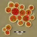 Aplanosporen von H.&nbsp;pluvialis