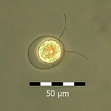 Flagellat von H.&nbsp;pluvialis