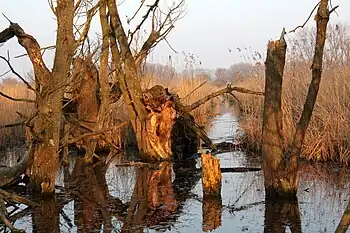 Naturschutzgebiet Hahnheimer Bruch