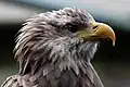 Seeadler der Falknerei Bergisch Land