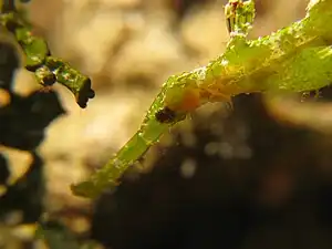 Halimeda-Geisterpfeifenfisch