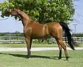 Quadratpferd (Araber/ Stute)