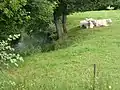 Weidevieh am Ton in Hannappes