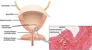 Links: Schematische Darstellung der anatomischen Verhältnisse zwischen Harnblase und Harnröhre,Rechts: Blick aus dem Inneren der Harnblase, dem Trigonum vesicae und als dem Ursprungsort der Urethra die zentral liegende Öffnung der inneren Harnröhrenmündung (Ostium urethrae internum)