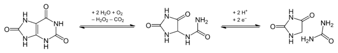Harnsäure – Allantoin – Hydantoin