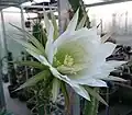 Blüte