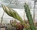 Knospe