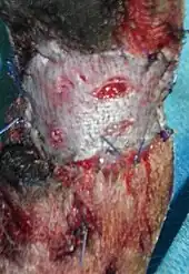 Hauttransplantation bei einem Hund (Meshgraft), direkt nach der Operation