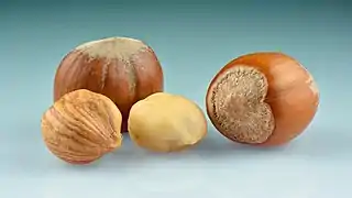 Haselnuss
