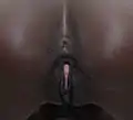 Vulva und Anus einer jungen Frau mit muskulöser Manschette (Sphinkter) und gespanntem Perineum