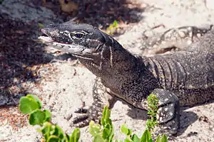 Rosenbergs Waran (Varanus rosenbergi)
