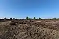 Heide im Naturschutzgebiet Kleine Schorfheide