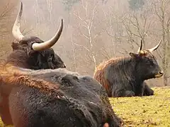 Heckrinder – Eiszeitliches Wildgehege Neandertal