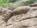 Stromatolith