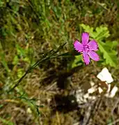 Heide-Nelke (Dianthus deltoides) im NSG