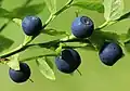 Heidelbeere (Blaeberry)