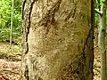 Abgestorbener Buchenstamm