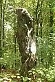 Vom Baum Nr. 77 ist nur noch ein Stumpf erhalten