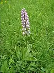 Helmknabenkraut (Orchis militaris)
