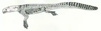 Zeichnung von Helveticosaurus